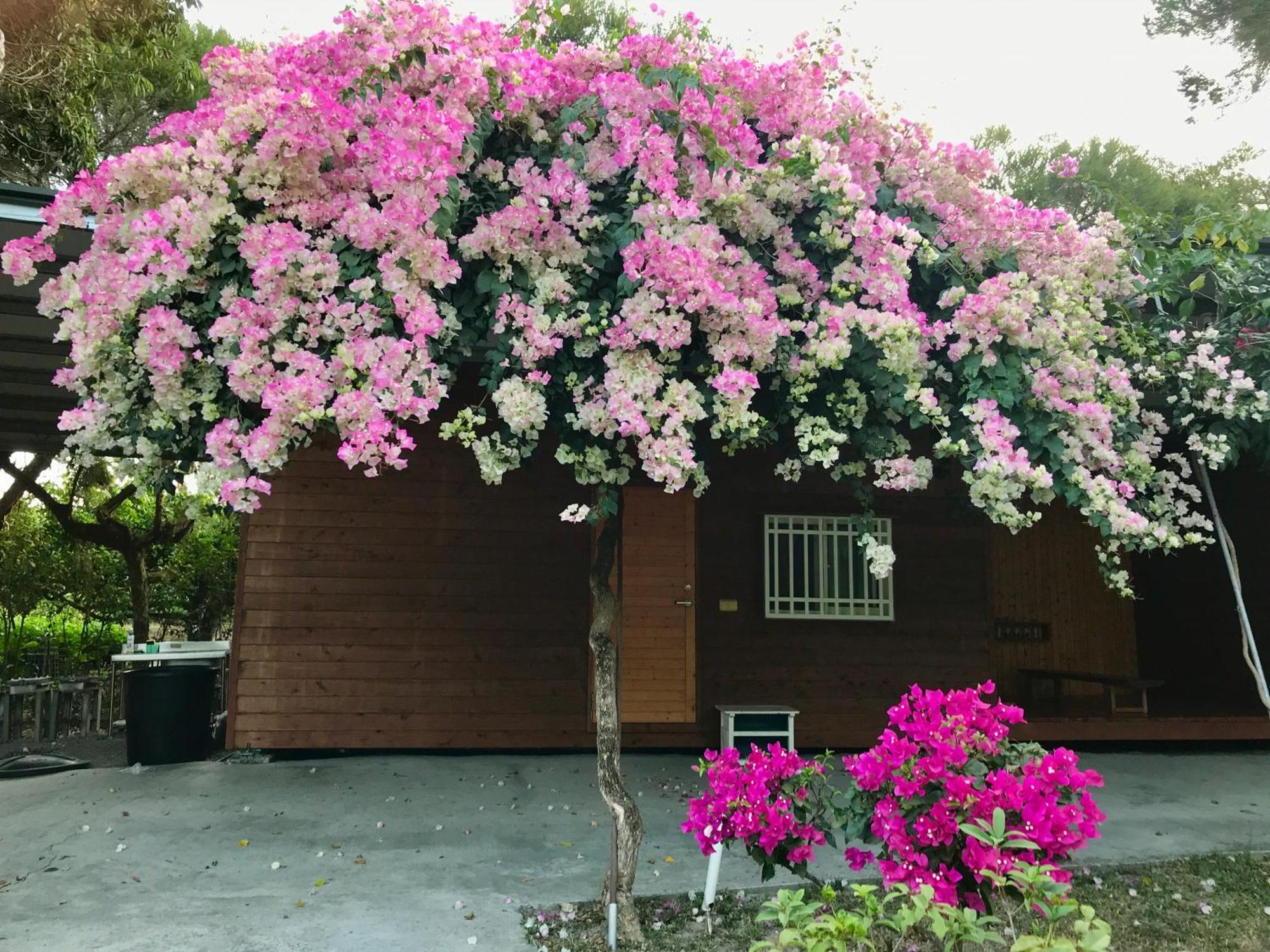 嘉義竹崎白樹腳驛棧萬坪生態包棟烤肉親子民宿 Fujin Exterior photo